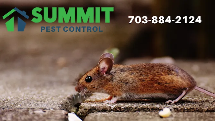 Summit Pest Control Picture 3