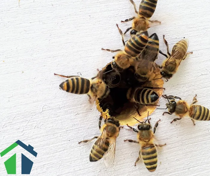 Summit Pest Control Picture 6