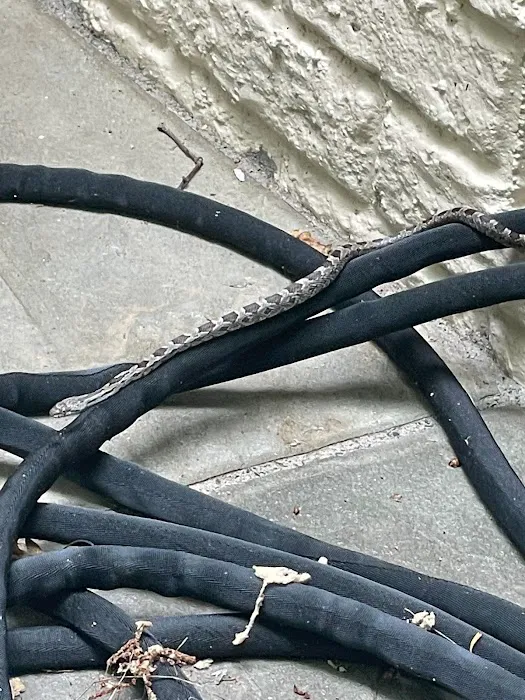 Summit Pest Control Picture 8
