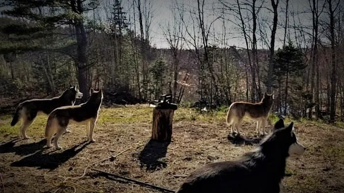 Mountain-Dog Services LLC Picture 1