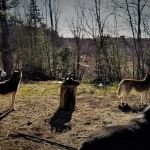 Mountain-Dog Services LLC