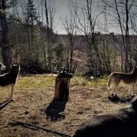Mountain-Dog Services LLC ico