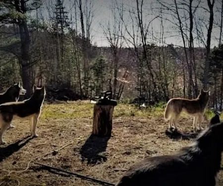 Mountain-Dog Services LLC