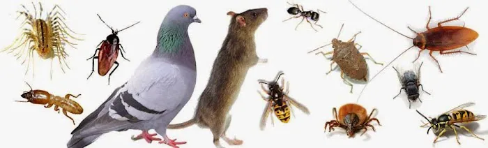 Recon Pest Control Picture 1