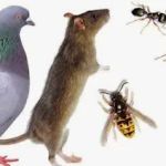 Recon Pest Control