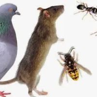 Recon Pest Control ico