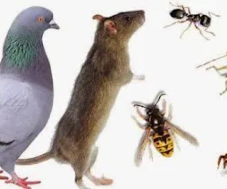 Recon Pest Control