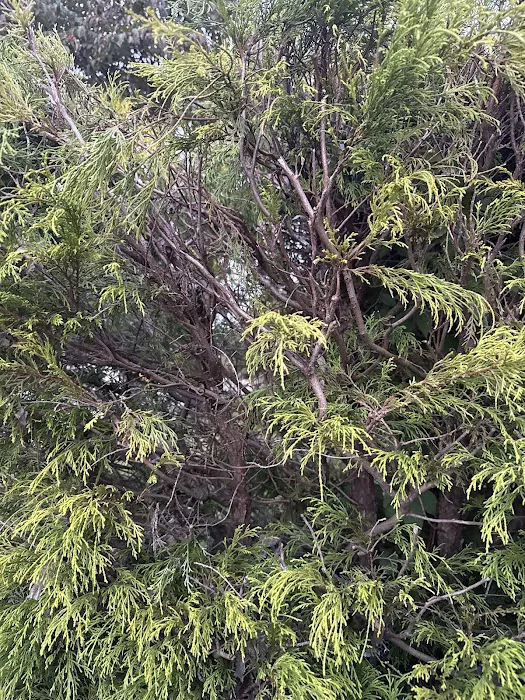 Environmental Pest Control Picture 4