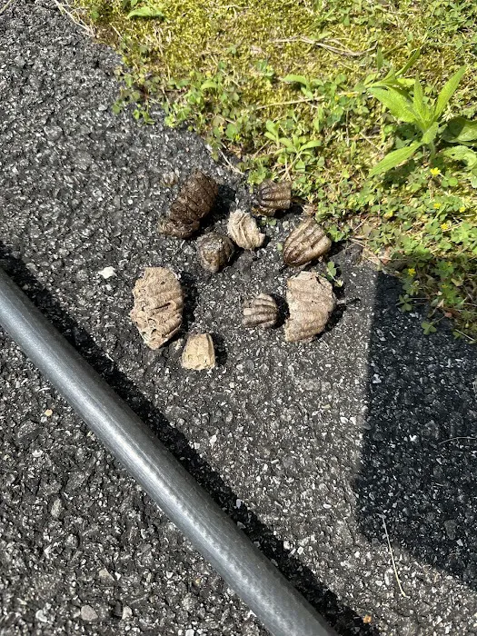 Moxie Pest Control Picture 10