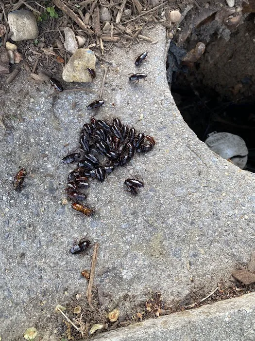 Green Pest Services Picture 2