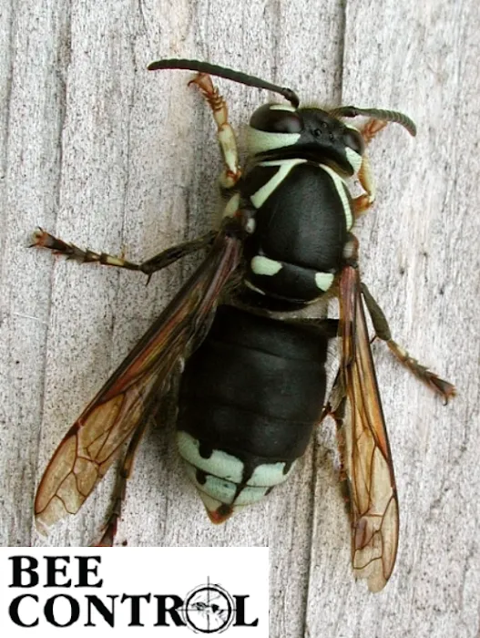 Bee Control Picture 10