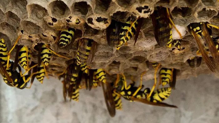 Bee Control Picture 4