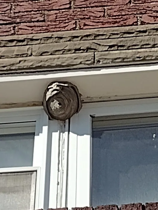 Bee Control Picture 6