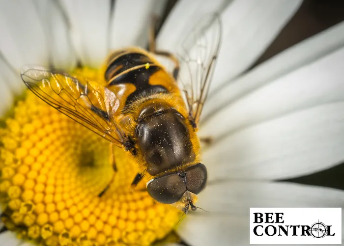 Bee Control Picture 5