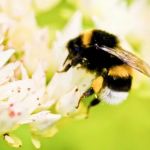 Bee Control