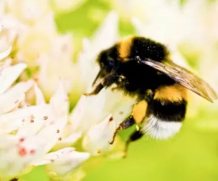 Bee Control