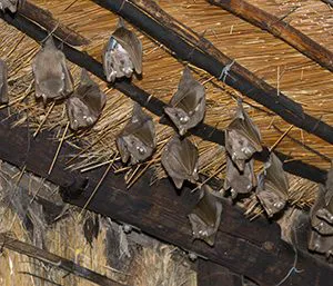 Expert Pest Management Inc. Picture 3