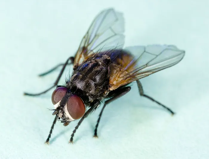 Expert Pest Management Inc. Picture 2