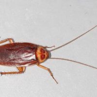 Expert Pest Management Inc. ico