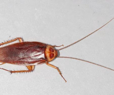 Expert Pest Management Inc.
