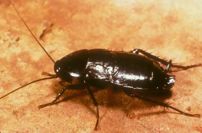 Expert Pest Management Inc. Picture 9