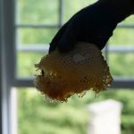 Complete Pest Solutions Western Pennsylvania