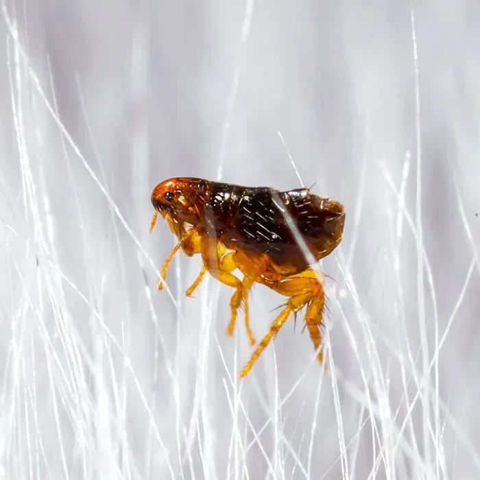 Ohio's 1st Choice Pest Control Picture 6