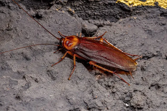 Ohio's 1st Choice Pest Control Picture 7