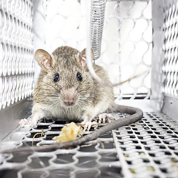 Ohio's 1st Choice Pest Control Picture 8
