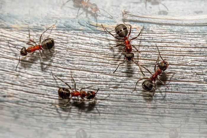 Ohio's 1st Choice Pest Control Picture 9