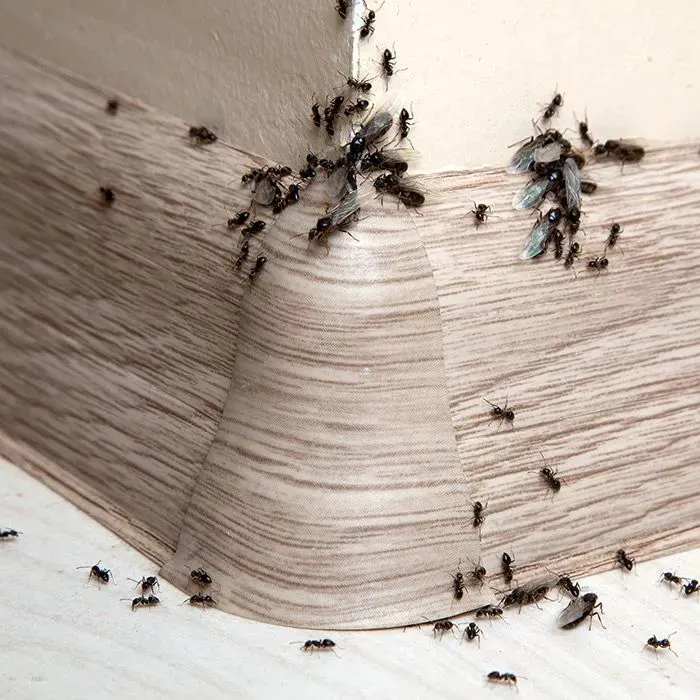 Ohio's 1st Choice Pest Control Picture 5