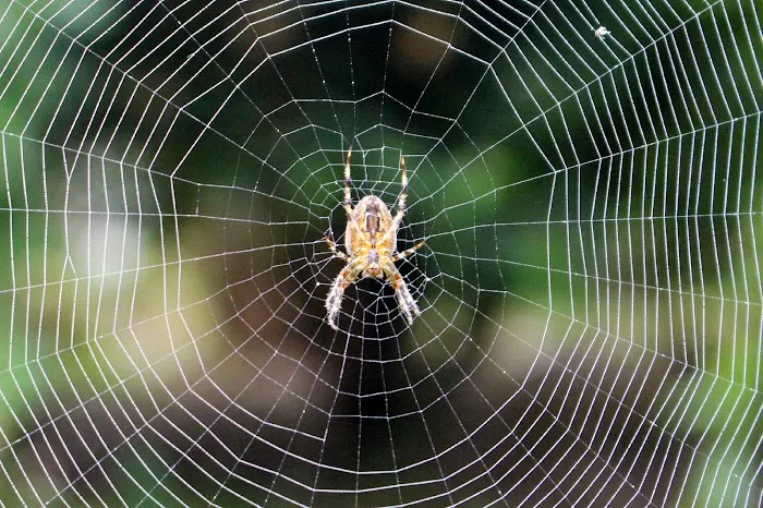 Ohio's 1st Choice Pest Control Picture 3