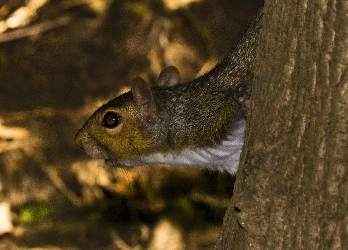 Expert Pest Management Picture 8