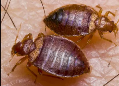 Expert Pest Management Picture 5
