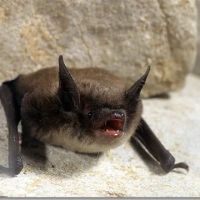 Structural Pest Management Inc. ico