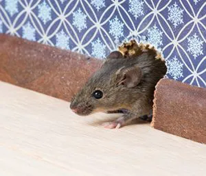 Structural Pest Management Inc. Picture 5