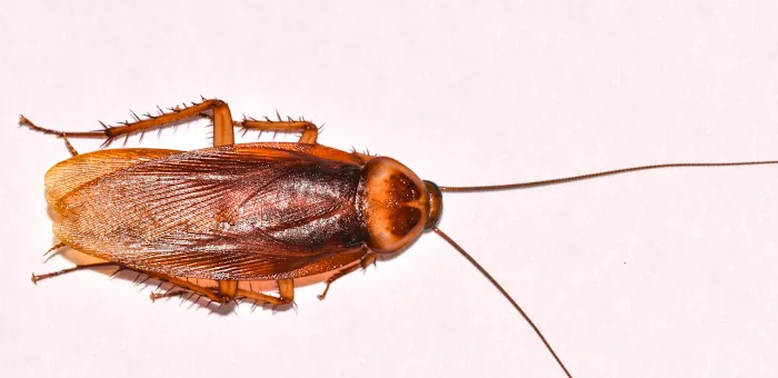 Structural Pest Management Inc. Picture 2