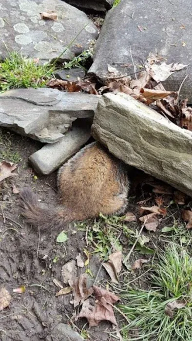 Youngstown Wildlife Removal Picture 1