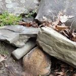 Youngstown Wildlife Removal