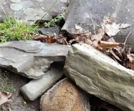 Youngstown Wildlife Removal