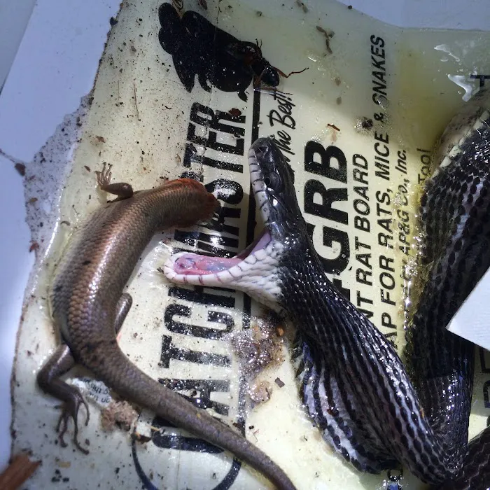 Youngstown Wildlife Removal Picture 10