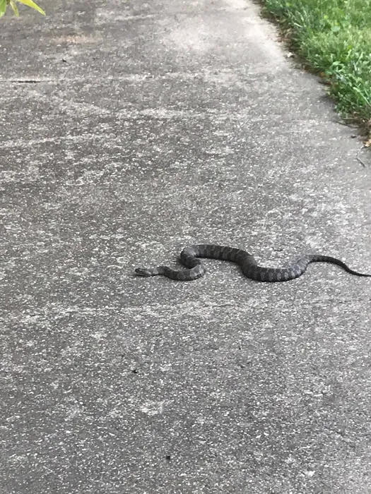 Youngstown Wildlife Removal Picture 7