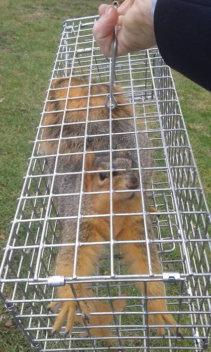 Youngstown Wildlife Removal Picture 9