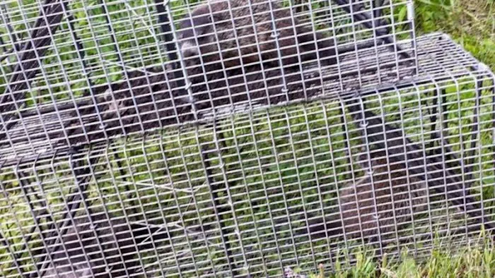Youngstown Wildlife Removal Picture 3
