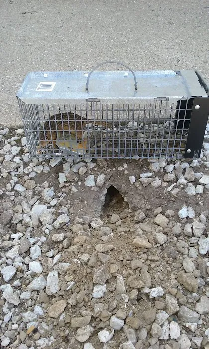 Youngstown Wildlife Removal Picture 2