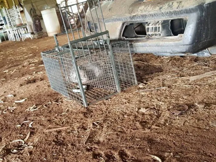 Youngstown Wildlife Removal Picture 6