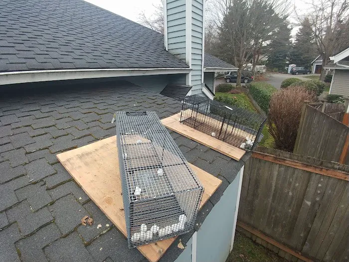 Youngstown Wildlife Removal Picture 5