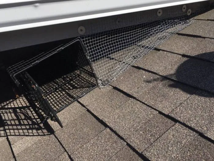 Youngstown Wildlife Removal Picture 8