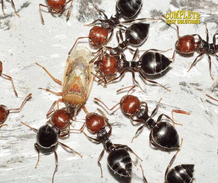 Complete Pest Solutions Picture 8