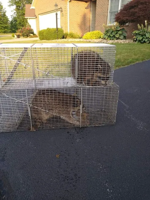 All Catch LLC nuisance wild animal control Picture 4
